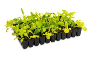 77-cell-seed-tray-lettuce-seedlings