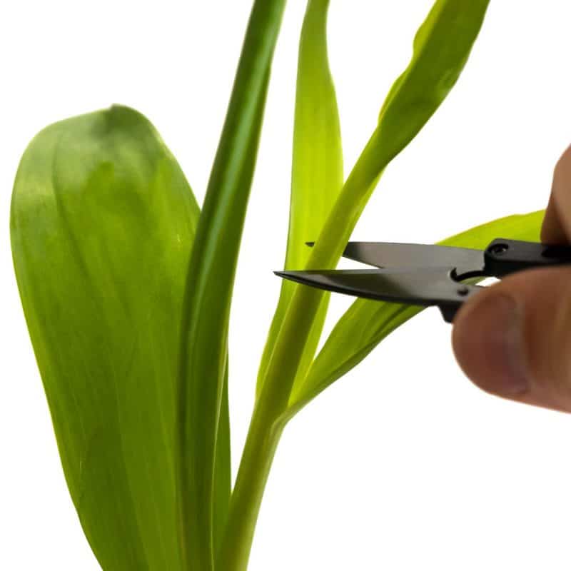 Plant Scissors cutting tulip
