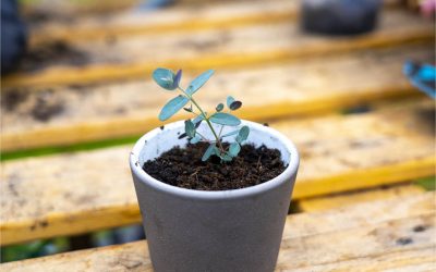 Growing Eucalyptus from seed