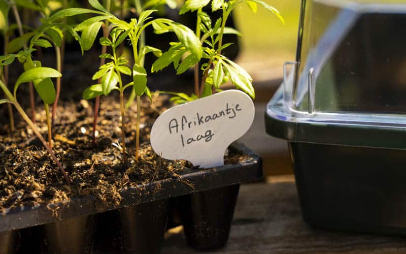 Reusable Plant Label