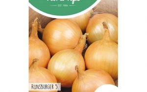Storage onion Rijnsburger 5