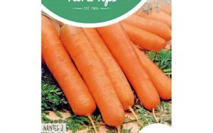 summer carrot nantes 2