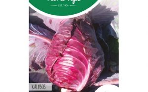 red pointed cabbage