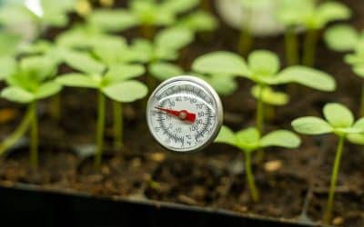 When To Use A Heatmat For Germination Of Plants