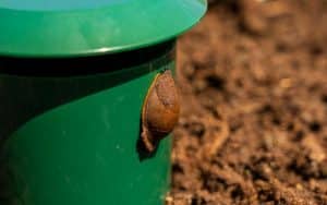 Slug on slug trap