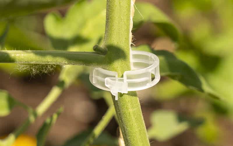 tomato support clips on the plant