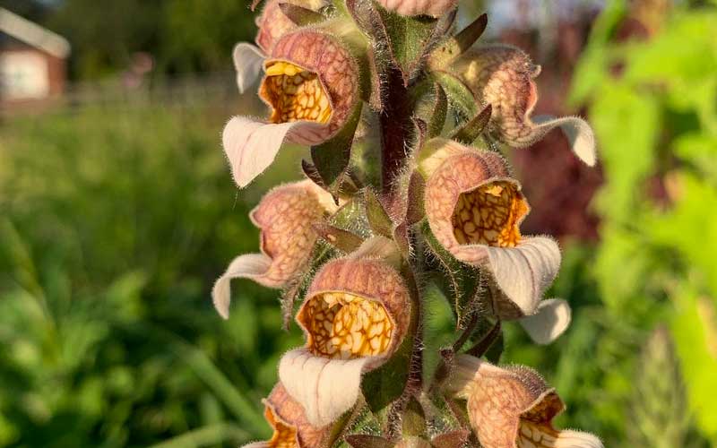 close up foxglove or digitalis cafe creme from seeds