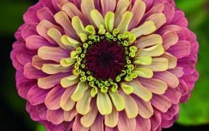zinnia queen lime red seeds