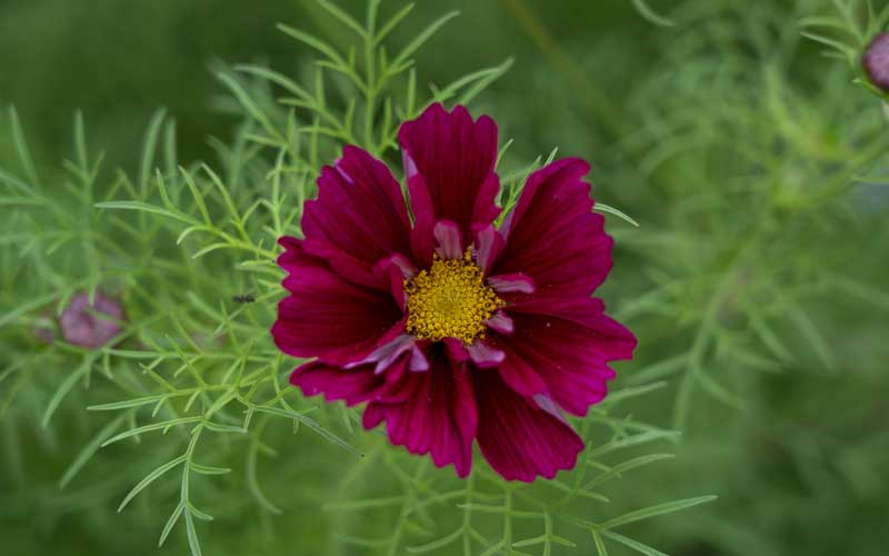 cosmos double click cranberries from seed