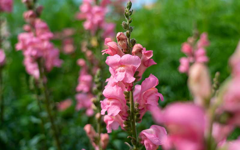 snapdragon potomac pink flowering from seeds