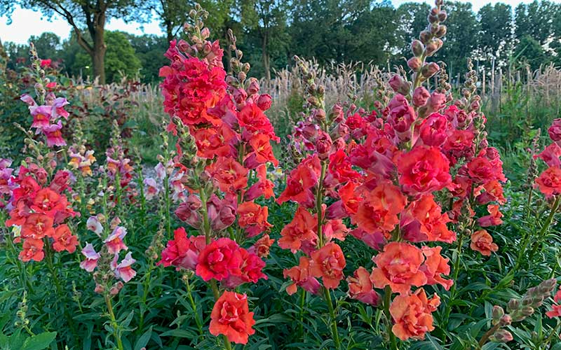 snapdragon madame butterfly flower seeds the farm dream