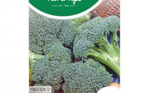broccoli marathon seeds brassica