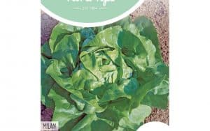 lettuce Milan seeds virus and mildew resistant salad