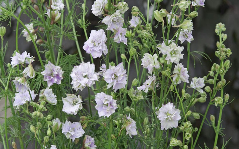 delphinium also known as larkspur smokey eyes flower seeds for garden or cut flower picking garden
