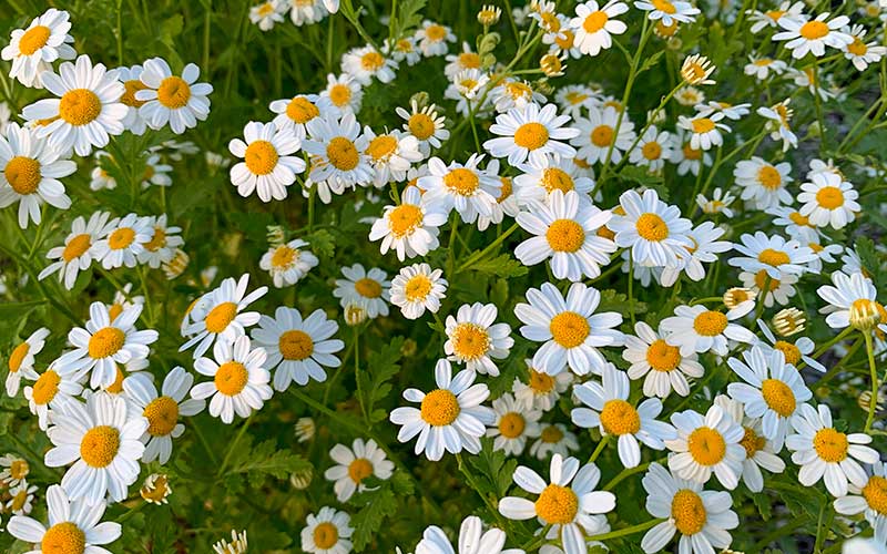 feverfew tanacetum campagne flower seeds look like camille