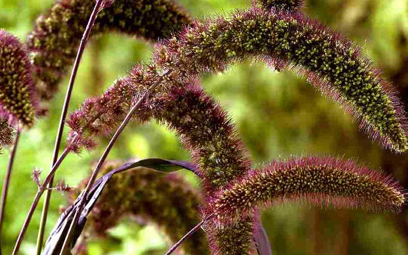 foxtail millet, panicum italicum, annual grass, ornamental grass
