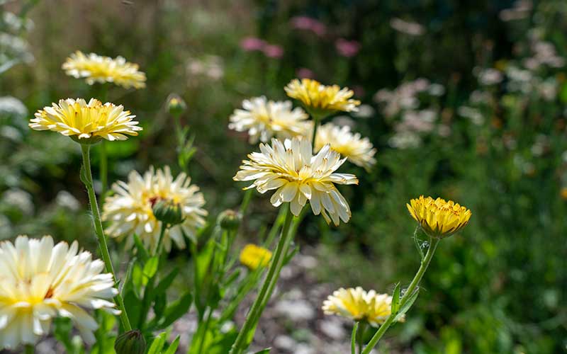 flowering from seed in the garden is this soft cream and white calendula ivory princess