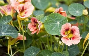 Ladybird Rose troaeolum or nastritium flower seeds for your garden