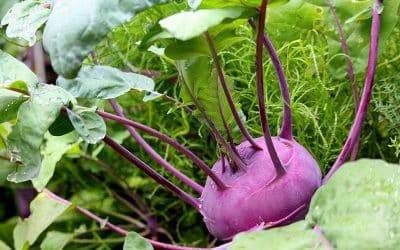 8 Vegetables You Must Sow in August to Bridge the Winter Gap