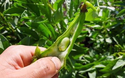 Broad beans – Everything you need to know
