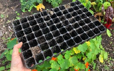 How To Clean Your Seed Trays Before Storing
