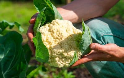 Cauliflower – Everything you need to know